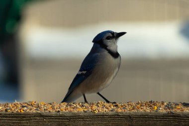 Bu güzel mavi karga ahşap korkuluklara doğru geldi. Kuşyemi bu kuşun her yerinde. Bu renkli kuşları beyaz, siyah ve mavi tüyleriyle izlemek çok güzel..
