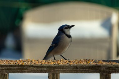Bu güzel mavi karga ahşap korkuluklara doğru geldi. Kuşyemi bu kuşun her yerinde. Bu renkli kuşları beyaz, siyah ve mavi tüyleriyle izlemek çok güzel..