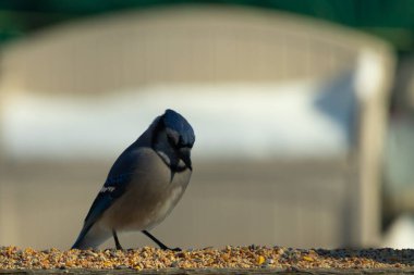 Bu güzel mavi karga ahşap korkuluklara doğru geldi. Kuşyemi bu kuşun her yerinde. Bu renkli kuşları beyaz, siyah ve mavi tüyleriyle izlemek çok güzel..