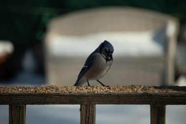 Bu güzel mavi karga ahşap korkuluklara doğru geldi. Kuşyemi bu kuşun her yerinde. Bu renkli kuşları beyaz, siyah ve mavi tüyleriyle izlemek çok güzel..