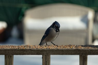 Bu güzel mavi karga ahşap korkuluklara doğru geldi. Kuşyemi bu kuşun her yerinde. Bu renkli kuşları beyaz, siyah ve mavi tüyleriyle izlemek çok güzel..