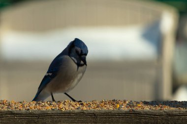Bu güzel mavi karga ahşap korkuluklara doğru geldi. Kuşyemi bu kuşun her yerinde. Bu renkli kuşları beyaz, siyah ve mavi tüyleriyle izlemek çok güzel..
