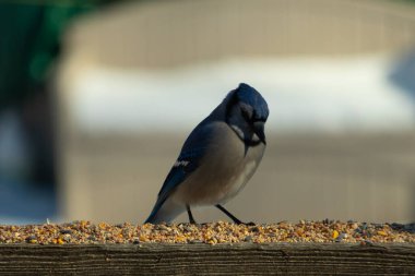 Bu güzel mavi karga ahşap korkuluklara doğru geldi. Kuşyemi bu kuşun her yerinde. Bu renkli kuşları beyaz, siyah ve mavi tüyleriyle izlemek çok güzel..