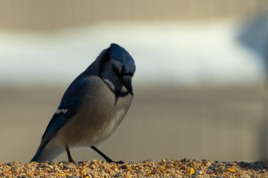 Bu güzel mavi karga ahşap korkuluklara doğru geldi. Kuşyemi bu kuşun her yerinde. Bu renkli kuşları beyaz, siyah ve mavi tüyleriyle izlemek çok güzel..