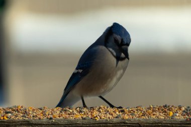 Bu güzel mavi karga ahşap korkuluklara doğru geldi. Kuşyemi bu kuşun her yerinde. Bu renkli kuşları beyaz, siyah ve mavi tüyleriyle izlemek çok güzel..