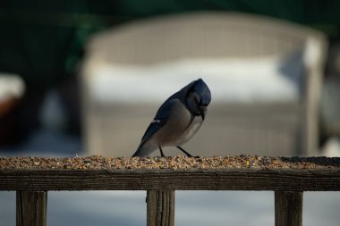Bu güzel mavi karga ahşap korkuluklara doğru geldi. Kuşyemi bu kuşun her yerinde. Bu renkli kuşları beyaz, siyah ve mavi tüyleriyle izlemek çok güzel..