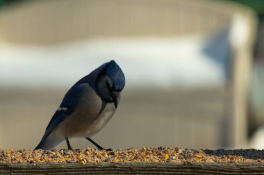 Bu güzel mavi karga ahşap korkuluklara doğru geldi. Kuşyemi bu kuşun her yerinde. Bu renkli kuşları beyaz, siyah ve mavi tüyleriyle izlemek çok güzel..