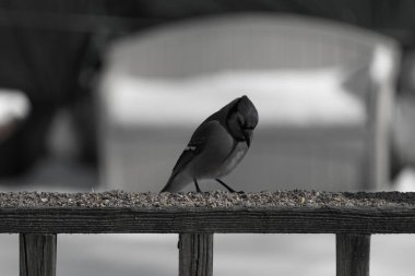 Bu güzel mavi karga ahşap korkuluklara doğru geldi. Kuşyemi bu kuşun her yerinde. Bu renkli kuşları beyaz, siyah ve mavi tüyleriyle izlemek çok güzel..