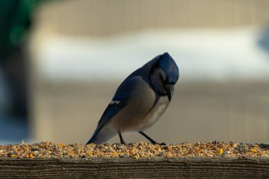 Bu güzel mavi karga ahşap korkuluklara doğru geldi. Kuşyemi bu kuşun her yerinde. Bu renkli kuşları beyaz, siyah ve mavi tüyleriyle izlemek çok güzel..