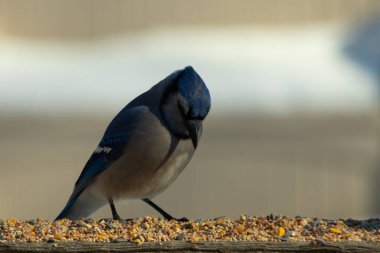 Bu güzel mavi karga ahşap korkuluklara doğru geldi. Kuşyemi bu kuşun her yerinde. Bu renkli kuşları beyaz, siyah ve mavi tüyleriyle izlemek çok güzel..