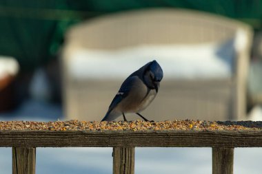 Bu güzel mavi karga ahşap korkuluklara doğru geldi. Kuşyemi bu kuşun her yerinde. Bu renkli kuşları beyaz, siyah ve mavi tüyleriyle izlemek çok güzel..
