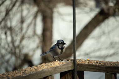 Bu güzel mavi karga ahşap korkuluklara doğru geldi. Kuşyemi bu kuşun her yerinde. Bu renkli kuşları beyaz, siyah ve mavi tüyleriyle izlemek çok güzel..