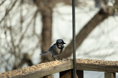 Bu güzel mavi karga ahşap korkuluklara doğru geldi. Kuşyemi bu kuşun her yerinde. Bu renkli kuşları beyaz, siyah ve mavi tüyleriyle izlemek çok güzel..