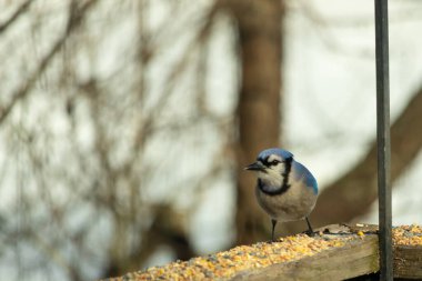 Bu güzel mavi karga ahşap korkuluklara doğru geldi. Kuşyemi bu kuşun her yerinde. Bu renkli kuşları beyaz, siyah ve mavi tüyleriyle izlemek çok güzel..