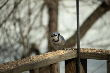 Bu güzel mavi karga ahşap korkuluklara doğru geldi. Kuşyemi bu kuşun her yerinde. Bu renkli kuşları beyaz, siyah ve mavi tüyleriyle izlemek çok güzel..