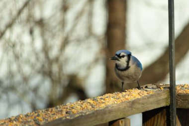 Bu güzel mavi karga ahşap korkuluklara doğru geldi. Kuşyemi bu kuşun her yerinde. Bu renkli kuşları beyaz, siyah ve mavi tüyleriyle izlemek çok güzel..