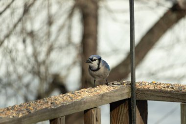 Bu güzel mavi karga ahşap korkuluklara doğru geldi. Kuşyemi bu kuşun her yerinde. Bu renkli kuşları beyaz, siyah ve mavi tüyleriyle izlemek çok güzel..