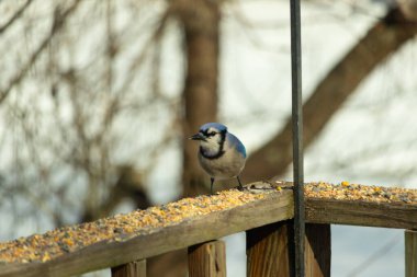 Bu güzel mavi karga ahşap korkuluklara doğru geldi. Kuşyemi bu kuşun her yerinde. Bu renkli kuşları beyaz, siyah ve mavi tüyleriyle izlemek çok güzel..