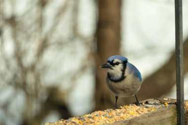 Bu güzel mavi karga ahşap korkuluklara doğru geldi. Kuşyemi bu kuşun her yerinde. Bu renkli kuşları beyaz, siyah ve mavi tüyleriyle izlemek çok güzel..