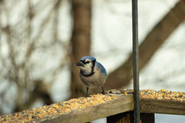 Bu güzel mavi karga ahşap korkuluklara doğru geldi. Kuşyemi bu kuşun her yerinde. Bu renkli kuşları beyaz, siyah ve mavi tüyleriyle izlemek çok güzel..