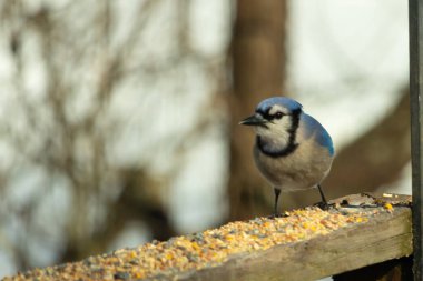 Bu güzel mavi karga ahşap korkuluklara doğru geldi. Kuşyemi bu kuşun her yerinde. Bu renkli kuşları beyaz, siyah ve mavi tüyleriyle izlemek çok güzel..