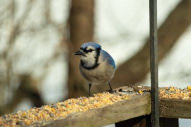 Bu güzel mavi karga ahşap korkuluklara doğru geldi. Kuşyemi bu kuşun her yerinde. Bu renkli kuşları beyaz, siyah ve mavi tüyleriyle izlemek çok güzel..
