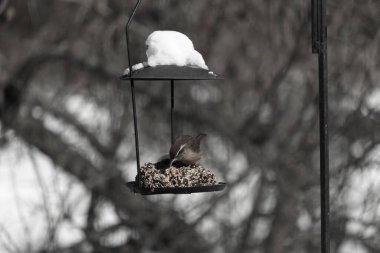 Bu tatlı küçük Carolina çalıkuşu biraz yiyecek için kuş yemi keki almaya geldi. Bu minik kuşlar kahverengi vücutlarıyla çok tatlılar. Gözlerinin üstündeki çizgi kaş gibi görünüyor..