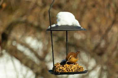 Bu tatlı küçük Carolina çalıkuşu biraz yiyecek için kuş yemi keki almaya geldi. Bu minik kuşlar kahverengi vücutlarıyla çok tatlılar. Gözlerinin üstündeki çizgi kaş gibi görünüyor..