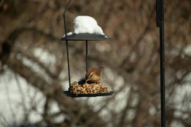 Bu tatlı küçük Carolina çalıkuşu biraz yiyecek için kuş yemi keki almaya geldi. Bu minik kuşlar kahverengi vücutlarıyla çok tatlılar. Gözlerinin üstündeki çizgi kaş gibi görünüyor..