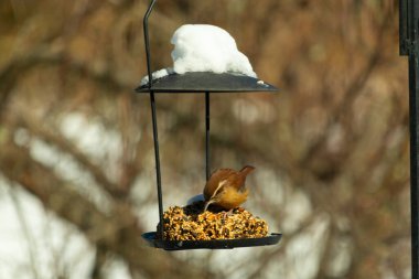 Bu tatlı küçük Carolina çalıkuşu biraz yiyecek için kuş yemi keki almaya geldi. Bu minik kuşlar kahverengi vücutlarıyla çok tatlılar. Gözlerinin üstündeki çizgi kaş gibi görünüyor..