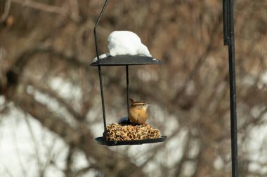 Bu tatlı küçük Carolina çalıkuşu biraz yiyecek için kuş yemi keki almaya geldi. Bu minik kuşlar kahverengi vücutlarıyla çok tatlılar. Gözlerinin üstündeki çizgi kaş gibi görünüyor..
