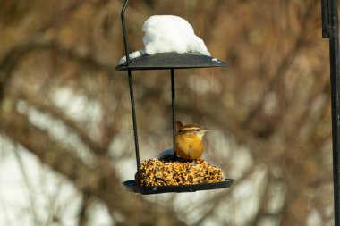 Bu tatlı küçük Carolina çalıkuşu biraz yiyecek için kuş yemi keki almaya geldi. Bu minik kuşlar kahverengi vücutlarıyla çok tatlılar. Gözlerinin üstündeki çizgi kaş gibi görünüyor..