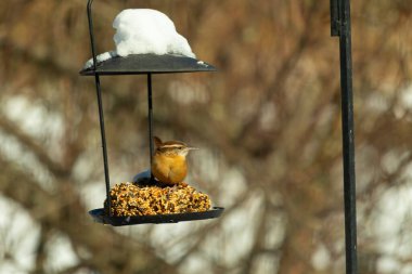 Bu tatlı küçük Carolina çalıkuşu biraz yiyecek için kuş yemi keki almaya geldi. Bu minik kuşlar kahverengi vücutlarıyla çok tatlılar. Gözlerinin üstündeki çizgi kaş gibi görünüyor..