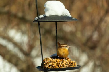 Bu tatlı küçük Carolina çalıkuşu biraz yiyecek için kuş yemi keki almaya geldi. Bu minik kuşlar kahverengi vücutlarıyla çok tatlılar. Gözlerinin üstündeki çizgi kaş gibi görünüyor..