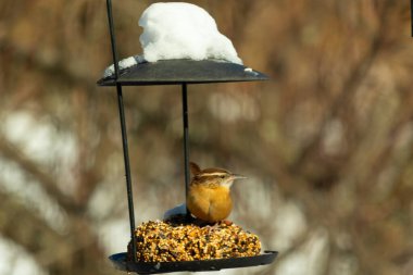 Bu tatlı küçük Carolina çalıkuşu biraz yiyecek için kuş yemi keki almaya geldi. Bu minik kuşlar kahverengi vücutlarıyla çok tatlılar. Gözlerinin üstündeki çizgi kaş gibi görünüyor..