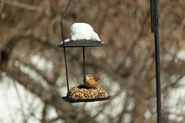 Bu tatlı küçük Carolina çalıkuşu biraz yiyecek için kuş yemi keki almaya geldi. Bu minik kuşlar kahverengi vücutlarıyla çok tatlılar. Gözlerinin üstündeki çizgi kaş gibi görünüyor..
