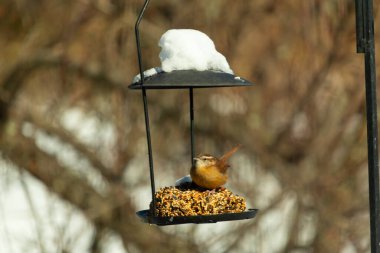 Bu tatlı küçük Carolina çalıkuşu biraz yiyecek için kuş yemi keki almaya geldi. Bu minik kuşlar kahverengi vücutlarıyla çok tatlılar. Gözlerinin üstündeki çizgi kaş gibi görünüyor..