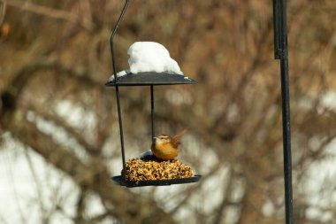 Bu tatlı küçük Carolina çalıkuşu biraz yiyecek için kuş yemi keki almaya geldi. Bu minik kuşlar kahverengi vücutlarıyla çok tatlılar. Gözlerinin üstündeki çizgi kaş gibi görünüyor..