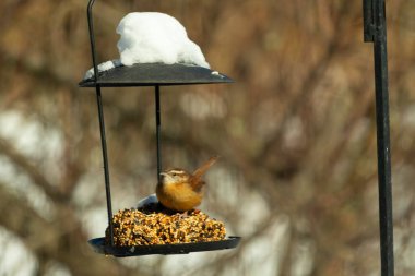Bu tatlı küçük Carolina çalıkuşu biraz yiyecek için kuş yemi keki almaya geldi. Bu minik kuşlar kahverengi vücutlarıyla çok tatlılar. Gözlerinin üstündeki çizgi kaş gibi görünüyor..