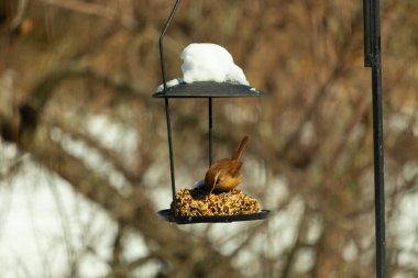 Bu tatlı küçük Carolina çalıkuşu biraz yiyecek için kuş yemi keki almaya geldi. Bu minik kuşlar kahverengi vücutlarıyla çok tatlılar. Gözlerinin üstündeki çizgi kaş gibi görünüyor..