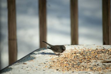 Bu tatlı, koyu renk gözlü junco kışın yemek yemek için cam masaya çıktı. Bu küçük siyah kuşun her tarafında kar ve kuş yemi var. Bu kuşun bir diğer adı da kar kuşu..