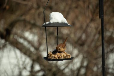 Bu tatlı küçük Carolina çalıkuşu biraz yiyecek için kuş yemi keki almaya geldi. Bu minik kuşlar kahverengi vücutlarıyla çok tatlılar. Gözlerinin üstündeki çizgi kaş gibi görünüyor..