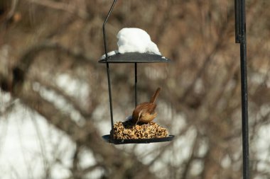 Bu tatlı küçük Carolina çalıkuşu biraz yiyecek için kuş yemi keki almaya geldi. Bu minik kuşlar kahverengi vücutlarıyla çok tatlılar. Gözlerinin üstündeki çizgi kaş gibi görünüyor..