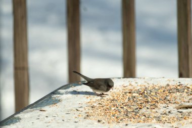 Bu tatlı, koyu renk gözlü junco kışın yemek yemek için cam masaya çıktı. Bu küçük siyah kuşun her tarafında kar ve kuş yemi var. Bu kuşun bir diğer adı da kar kuşu..