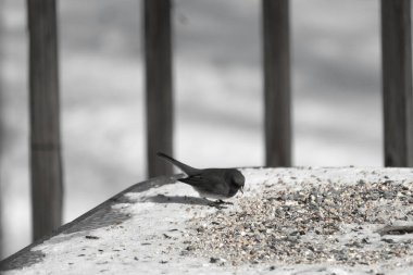 Bu tatlı, koyu renk gözlü junco kışın yemek yemek için cam masaya çıktı. Bu küçük siyah kuşun her tarafında kar ve kuş yemi var. Bu kuşun bir diğer adı da kar kuşu..