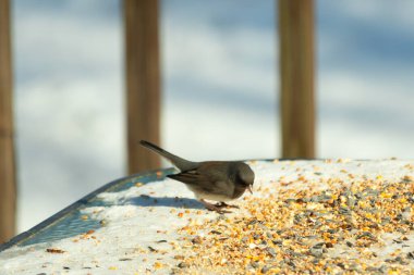 Bu tatlı, koyu renk gözlü junco kışın yemek yemek için cam masaya çıktı. Bu küçük siyah kuşun her tarafında kar ve kuş yemi var. Bu kuşun bir diğer adı da kar kuşu..