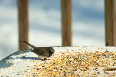 Bu tatlı, koyu renk gözlü junco kışın yemek yemek için cam masaya çıktı. Bu küçük siyah kuşun her tarafında kar ve kuş yemi var. Bu kuşun bir diğer adı da kar kuşu..