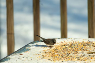 Bu tatlı, koyu renk gözlü junco kışın yemek yemek için cam masaya çıktı. Bu küçük siyah kuşun her tarafında kar ve kuş yemi var. Bu kuşun bir diğer adı da kar kuşu..