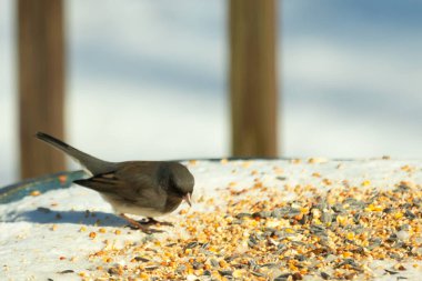 Bu tatlı, koyu renk gözlü junco kışın yemek yemek için cam masaya çıktı. Bu küçük siyah kuşun her tarafında kar ve kuş yemi var. Bu kuşun bir diğer adı da kar kuşu..