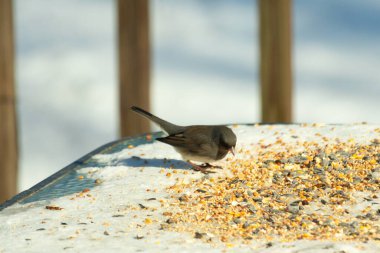 Bu tatlı, koyu renk gözlü junco kışın yemek yemek için cam masaya çıktı. Bu küçük siyah kuşun her tarafında kar ve kuş yemi var. Bu kuşun bir diğer adı da kar kuşu..
